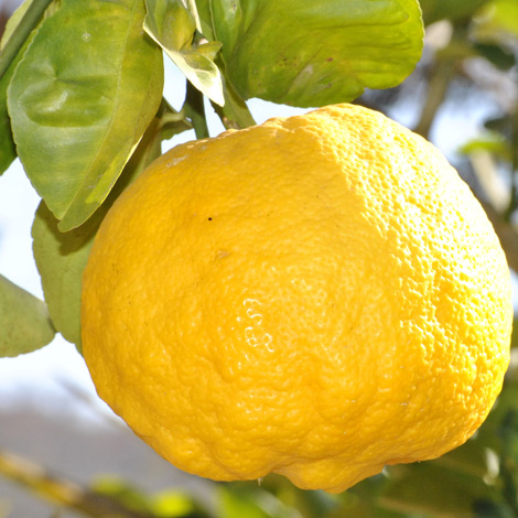 limon-solucion-natural